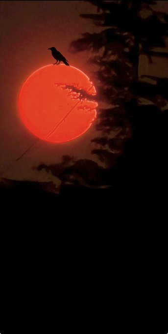 A silhouette of a bird perched on branches against a large, glowing red sun during sunset or sunrise.