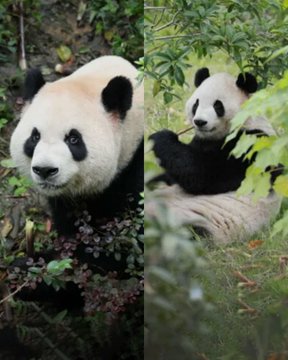Two giant pandas are seen in a lush green forest, with one looking at the camera while the other eats bamboo in the background.