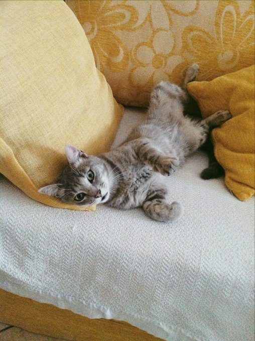 A gray tabby cat lounges on its back against yellow and floral-patterned pillows, gazing up with bright green eyes. The playful, relaxed pose of the "lazy cat" humorously contrasts with the crypto trading excitement suggested by the caption about a Binance entry.