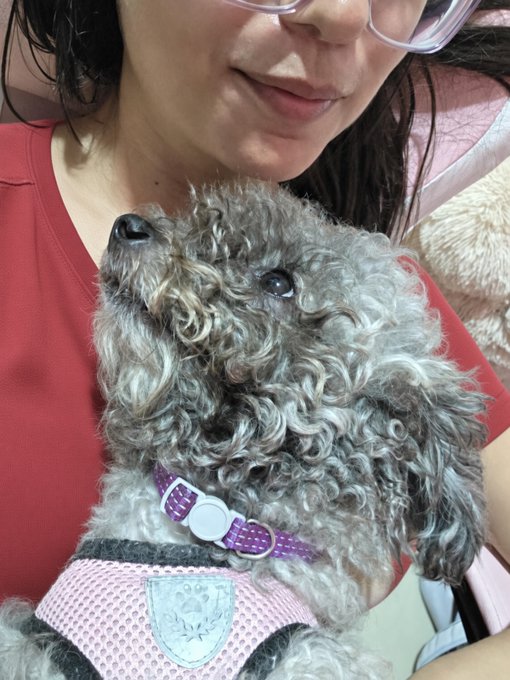 A close-up of a curly gray-haired dog wearing a pink harness and a purple collar, being held by a person with glasses in a red shirt.