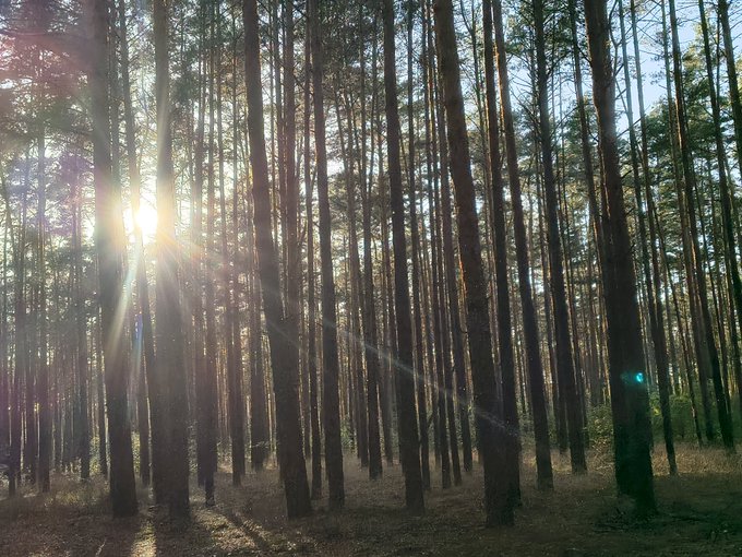 Sunlight streams through a dense forest of tall, slender pine trees, creating bright rays and lens flare in the serene woodland.