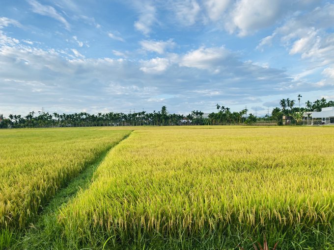 A scenic view of a golden rice paddy field under a partly cloudy blue sky, with palm trees lining the horizon.