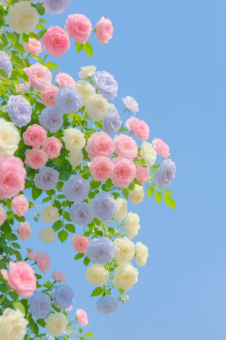 A cascading cluster of pastel-colored roses in pink, white, and pale lavender blooms against a clear blue sky, with vibrant green foliage peeking through the flowers.