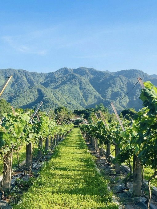Rows of grapevines stretch into the distance toward lush green mountains under a clear blue sky in a vineyard landscape.