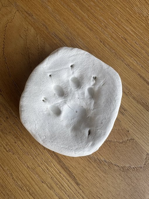 A round piece of white clay with four paw prints pressed into it sits on a wooden surface, serving as a keepsake memorial of the user's beloved cat who had recently passed away.
