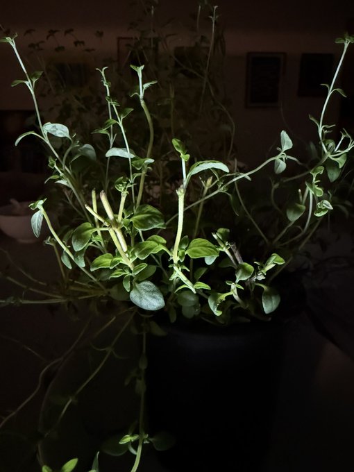 A potted green plant with trailing vines is photographed in low light, set against a dark indoor background.