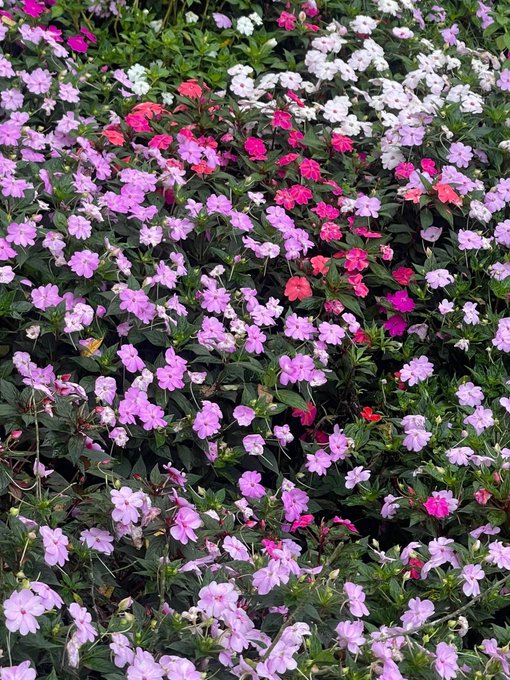 A dense bed of colorful flowers in shades of pink, purple, white, and magenta blooms in a garden setting.