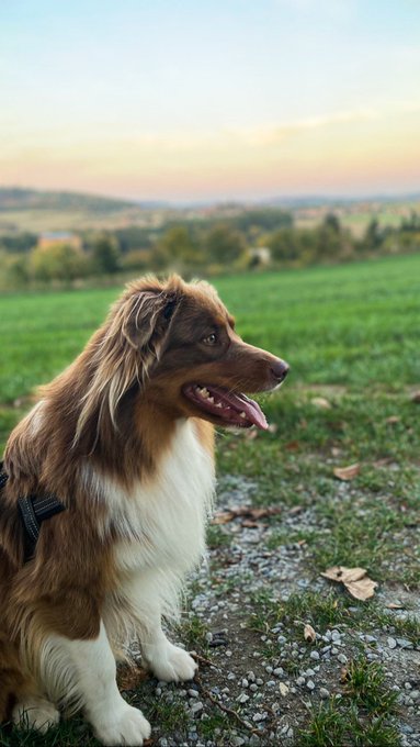 A brown and white dog, resembling a Border Collie, wearing a harness and sitting in a grassy field at sunset.