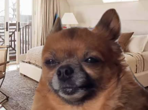 A close-up of a small brown Chihuahua with large ears squinting at the camera, sitting in a living room with a sofa in the background.