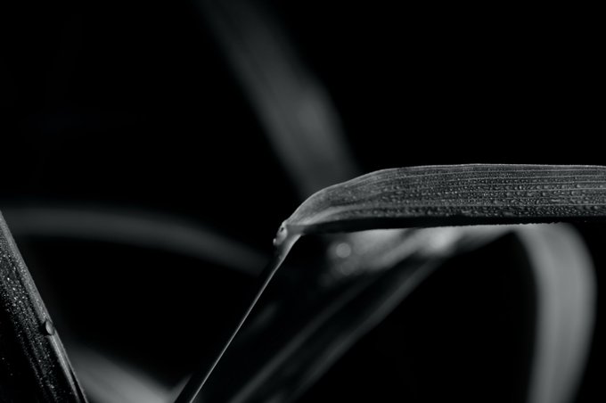An extreme black-and-white macro photograph of delicate leaf blades and a water droplet against a completely dark background.