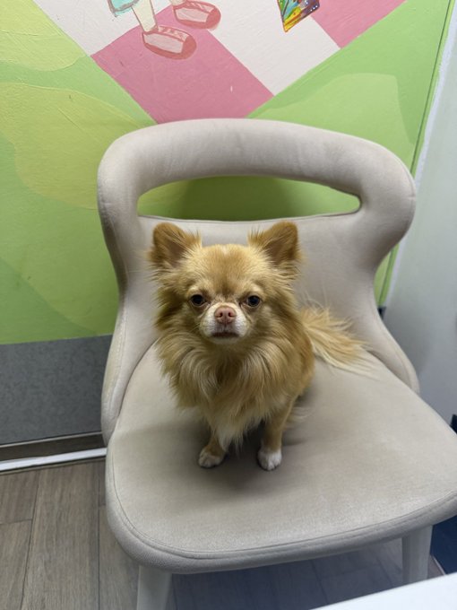 A small fluffy brown and tan long-haired Chihuahua sitting attentively on a white chair in front of a colorful painted wall.