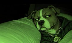 A green-tinted photo shows a tired pit bull resting its head on a pillow while wearing a chain collar with a medallion, evoking an exhausted but loyal "good boy" vibe that complements the post's playful reference to the "$GOOD" token with its Ethereum contract address displayed for Robinhood traders.
