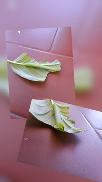Two photos showing what appears to be a folded or crumpled green leaf on a red surface.