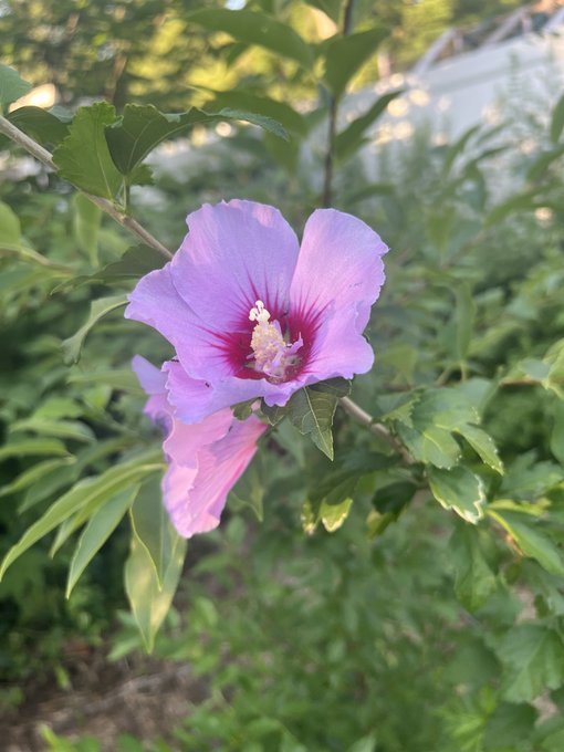 A close-up photo of a pink and lavender hibiscus-like flower in bloom, with a deep magenta center and prominent stamen, surrounded by green foliage.