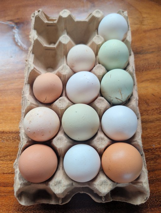 A cardboard egg carton on a wooden surface holds a dozen eggs in various pastel colors, including light blue, pale green, pink, and brown.