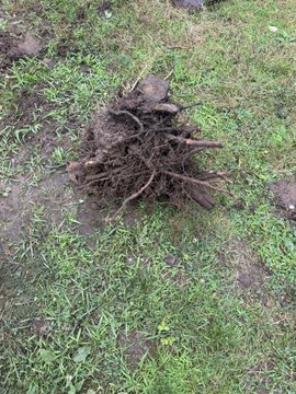 An uprooted plant with a large, tangled mass of roots and dark soil sits on a patch of grass.