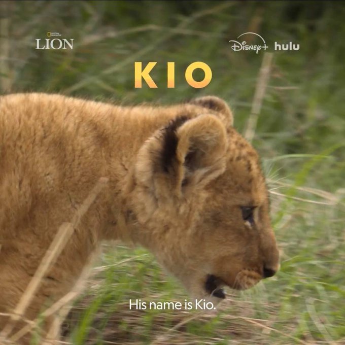 A young lion cub named Kio is shown in profile against tall grass, with text reading "KIO" and "His name is Kio," along with Disney+ Hulu and National Geographic Lion branding in the corners. The image serves as a promotional still from the teaser, visually introducing the lion cub character named Kio.