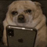 The image features a small dog sitting next to an iPhone with its head resting on the phone's screen. The dog appears sad or distressed, as if it has seen something unpleasant or upsetting on the phone. The caption of the image reads "Everyone who @moonpay ever told to drop moontag always get paid, guess i’m the unlucky one brr i’m cooked brr". This phrase is likely a reference to the popular meme about the dog's owner, suggesting that the dog might be upset or distressed due to an unpleasant situation it has encountered on the phone.
