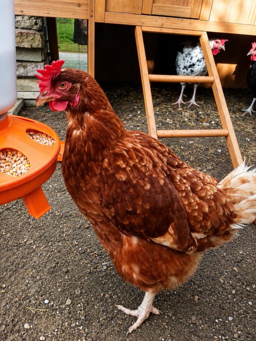 A brown chicken with a red comb stands in a chicken coop near an orange feeder, with a wooden ladder leading to an elevated coop where other chickens are visible in the background.