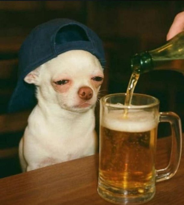 A humorous edited photo of a small white Chihuahua wearing a blue baseball cap, sitting at a wooden table as someone pours beer from a green bottle into a glass mug next to it.