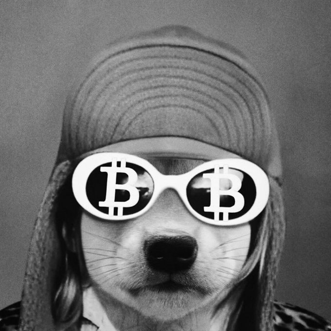 A dog in a winter cap sports sunglasses emblazoned with the Bitcoin "₿" symbol, embodying the bold, risk-taking spirit of crypto investing. The sunglasses reflect a confident, "all-in" mentality that echoes the post's message about embracing risk to get rich.