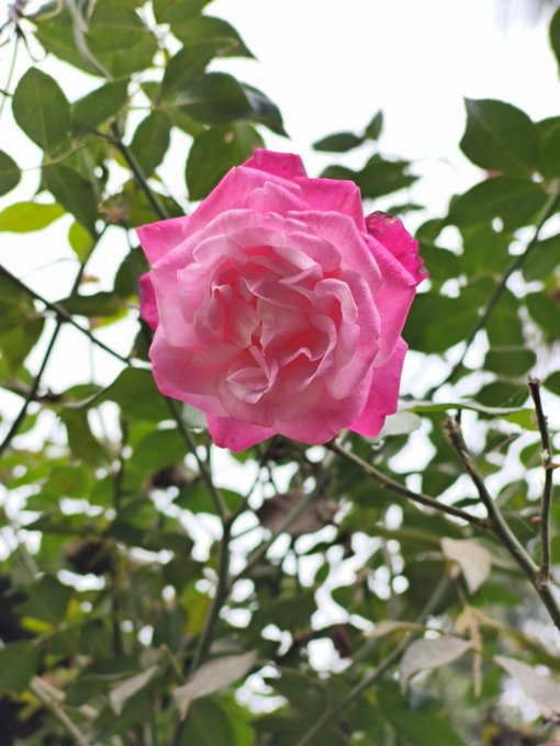 A vibrant pink rose blooms in full glory against a backdrop of lush green leaves, symbolizing growth and natural beauty.

The image appears unrelated to the post about crypto projects and DeFi platforms, as it features a blooming pink rose rather than any text, numbers, or cryptocurrency-related imagery.