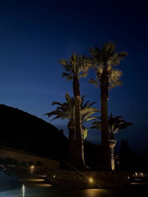 A nighttime photograph of several tall palm trees illuminated by ground lights against a dark blue sky, with a stone planter and pavement visible in the foreground.
