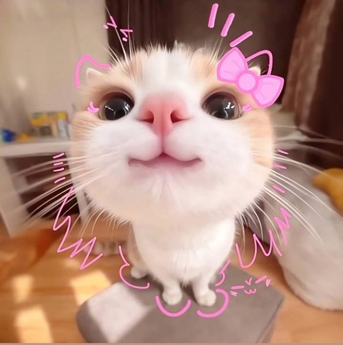 A close-up photo of a white and orange cat looking up at the camera, decorated with a pink bow and doodle filter drawing whiskers and ears.