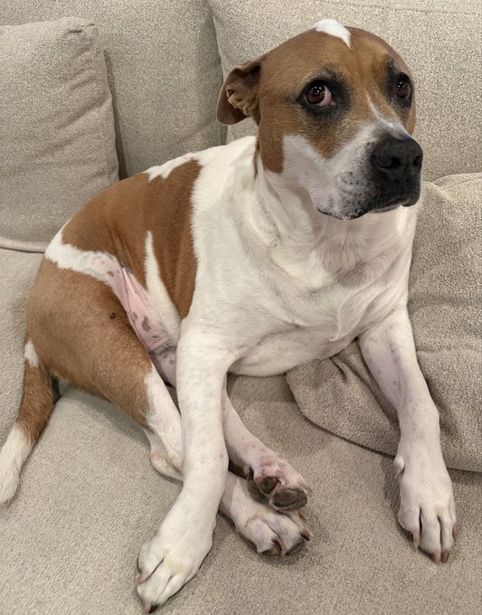 A brown and white dog sitting on a beige couch, looking off to the side.