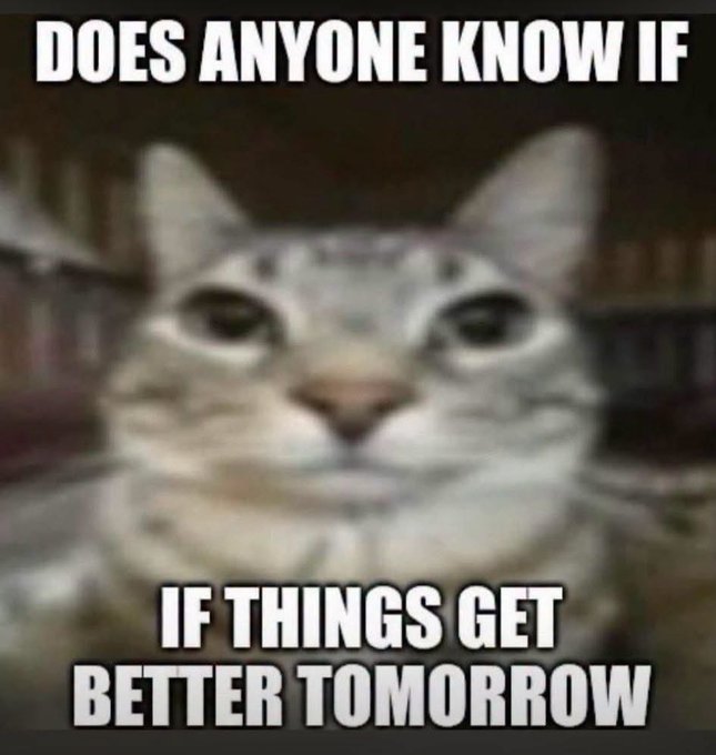 A meme featuring a close-up of a gray and white cat with sad eyes, captioned 'DOES ANYONE KNOW IF THINGS GET BETTER TOMORROW.'