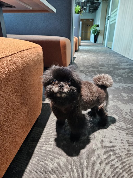 A small black and brown Pomeranian dog standing on a gray carpet in an office hallway, looking up at the camera with wide round eyes next to an orange couch.