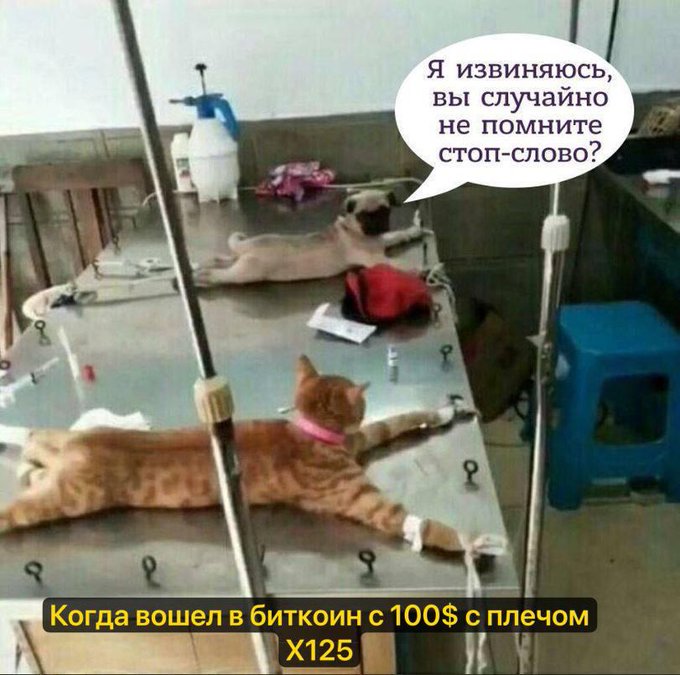 Two cats are lying spread-eagle on a veterinary table with their paws tied down, with a speech bubble in Russian reading "Excuse me, do you happen to remember the stop word?" and a caption below stating "When you entered Bitcoin with $100 at X125 leverage."

The image humorously illustrates the post's crypto meme contest theme by depicting the helpless, restrained state of traders caught in leveraged positions who desperately want out.