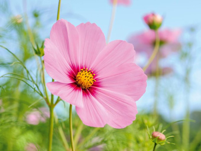 The image features a close-up view of a pink flower with six petals, standing out against the backdrop of green leaves and grassy areas. The background seems hazy, making it difficult to determine if other flowers or plants are present beyond this one in focus. The title of the image is "Good Morning All My X Family GM @perx_trade Anyone can participate in Nomisma Season". The post appears to be promoting a photography contest with a unique theme related to the topic of flowers and nature, possibly celebrating the beauty of a single flower or exploring different aspects of botany.