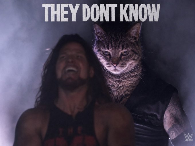 A WWE wrestler laughs while a sinister-looking tabby cat is photoshopped onto another wrestler's body in a smoky background, with the text "THEY DONT KNOW" displayed at the top and the WWE logo in the corner, humorously illustrating the meme's claim about $CATE cryptocurrency reaching unexpected heights.