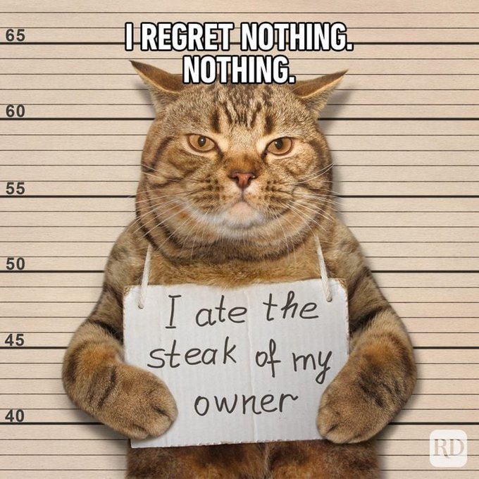 A humorous meme of a tabby cat in a police lineup holding a sign that reads 'I ate the steak of my owner,' with the caption 'I REGRET NOTHING. NOTHING.'