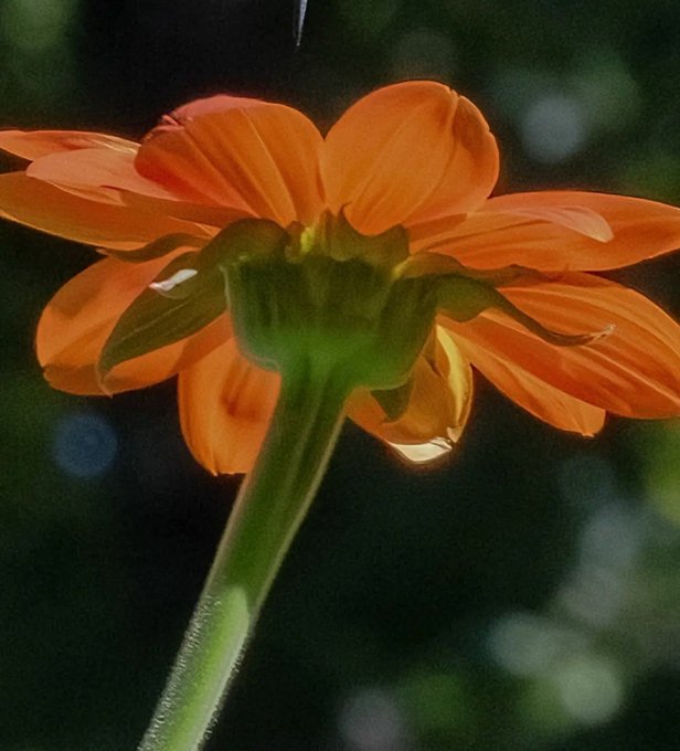A close-up photograph of an orange flower (possibly a zinnia or dahlia) viewed from below, with sunlight filtering through its petals against a dark, blurred background.