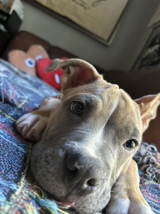 A close-up selfie-style photo of a brown and white pit bull-type dog lying on a colorful blanket, with a Mr. Potato Head toy visible in the background.