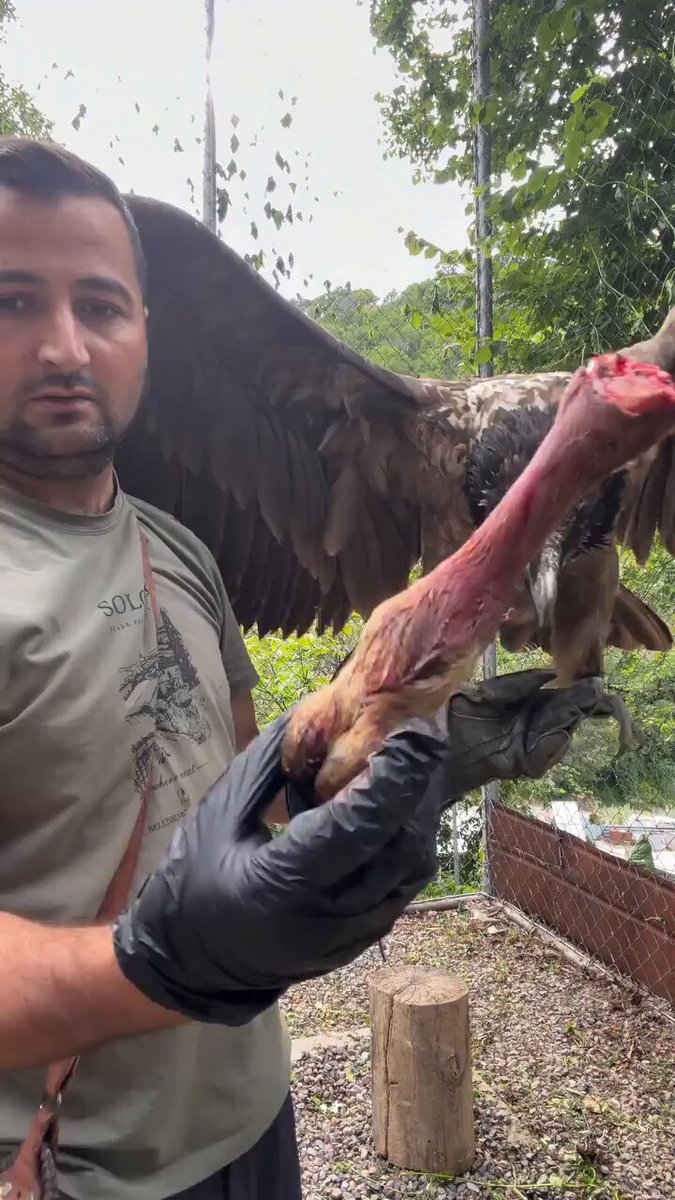 iced coffee with a straw, a man holds a bird of prey's wing and talons, while another bird is perched on the branch above them.