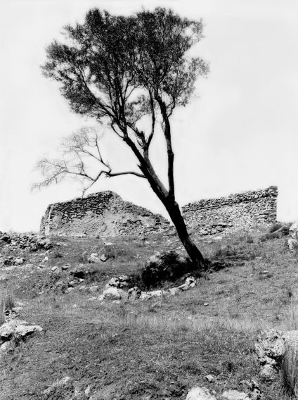 A black and white photograph of a lone tree leaning dramatically in front of ancient stone ruins on a grassy hillside.