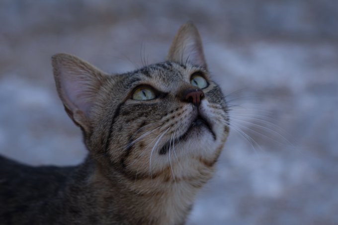 A close-up of a tabby cat gazing upward with striking, alert eyes, set against a blurred snowy background. The image aligns with the post's "Wonder eyes" theme, capturing the cat's curious and wide-eyed expression as a fitting visual representation of wonder.
