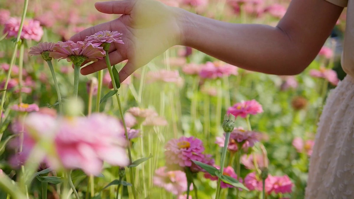 The image features a person's hand reaching out towards some pink flowers, with their fingers almost touching them. The background of the photo appears blurry, drawing attention to the main subject - the person's hand and the flowers. The focus on this scene is further emphasized by the caption "Thứ 4 rồi Những thứ bản cùng xây từ sự đều Một chút kỷ luật cho bản thân cùng @quipnetwork Cùng chờ xem @NucleusCodes sẽ mang đến điều bất ngờ gì khi ra mắt Season 2". The image seems to be a part of a larger collection or series, as indicated by the caption.