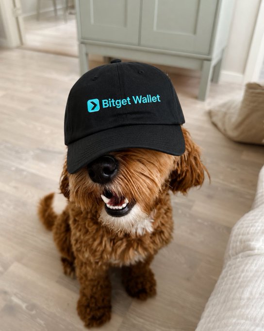 A fluffy brown and white dog wearing a black baseball cap with the 'Bitget Wallet' logo in cyan, sitting on a wooden floor and looking up at the camera.