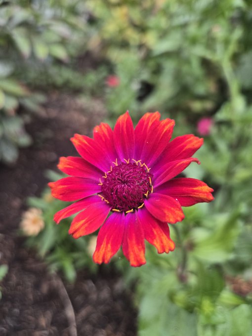 A close-up photograph of a vibrant red and magenta zinnia flower in full bloom with a dark pink center, set against a blurred green garden background.