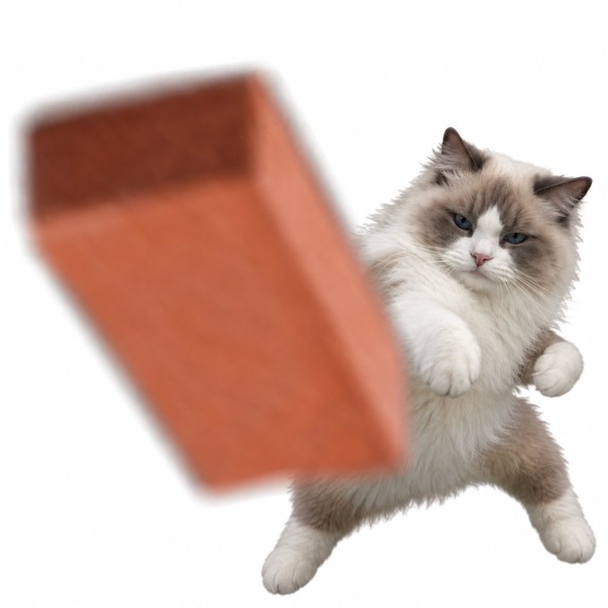 A fluffy Ragdoll cat with blue eyes playfully batting at a blurred orange rectangular object against a white background.