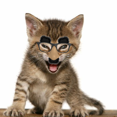 A tabby kitten with a comically large nose and black-rimmed glasses smiles widely against a white background.
