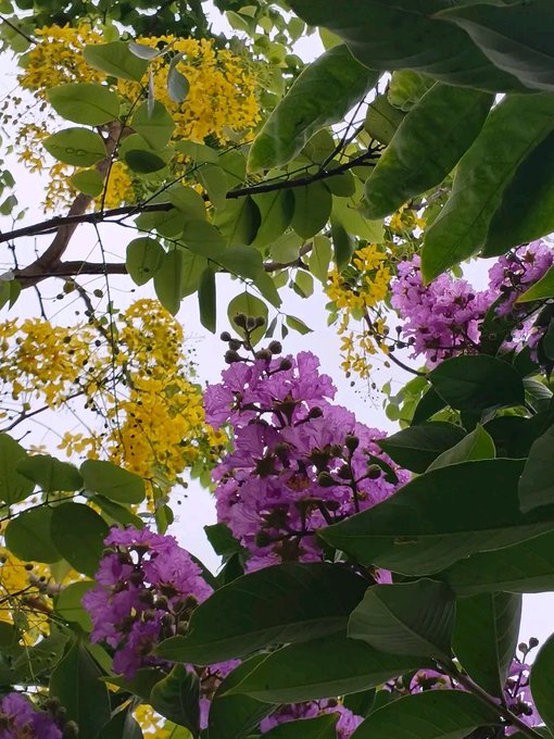 The image features a close-up view of a tree filled with purple flowers, surrounded by green leaves. The sky can be seen peeking through the branches, adding depth to the scene. The caption above the photo reads "Good morning my all X fn. Morning! Sending you positive vibes and a reminder to not look at your emails too quickly with @NomismaNetwork ."