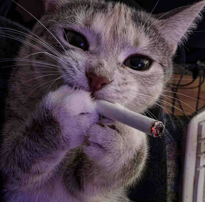 A close-up photograph shows a gray and white tabby kitten holding an unlit cigarette near its mouth, illuminated by a soft purple light.