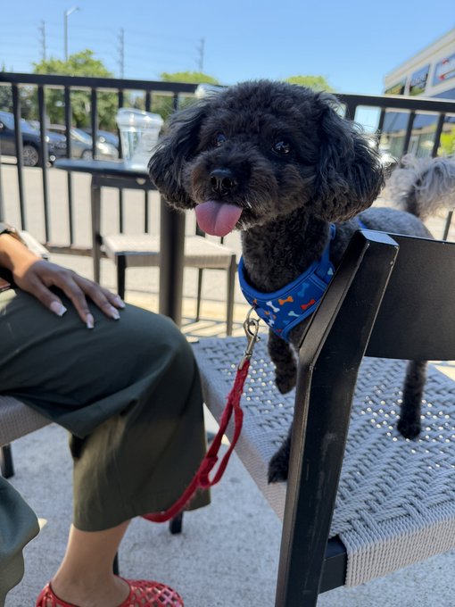 A small black curly-haired dog with its tongue out, wearing a blue harness, standing on a patio chair next to a person wearing green pants and red shoes.