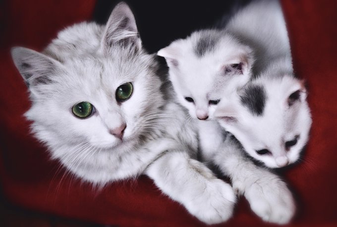 A white mother cat with green eyes rests on a red surface with two small kittens, one of which is sleeping with eyes closed.