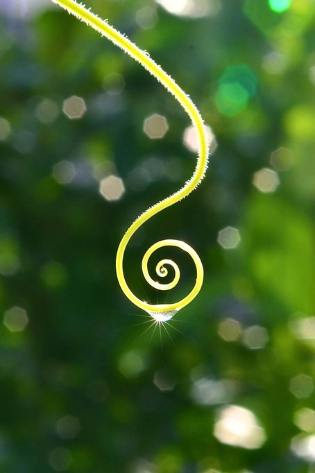 A close-up of a curly green plant tendril with fine hairs, illuminated against a bokeh background of green foliage.